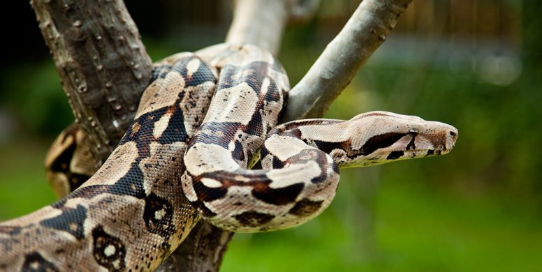 Boa Constrictor