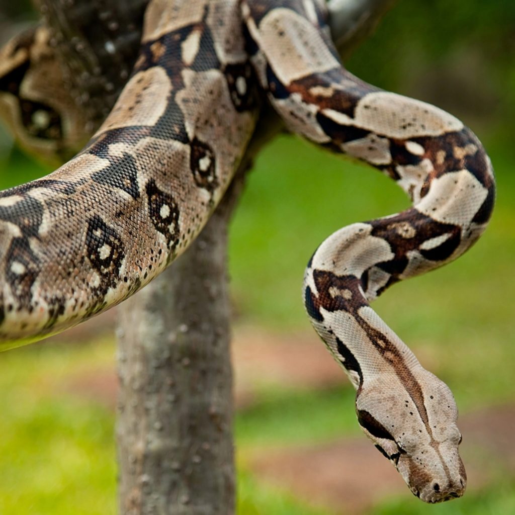 boa constrictor